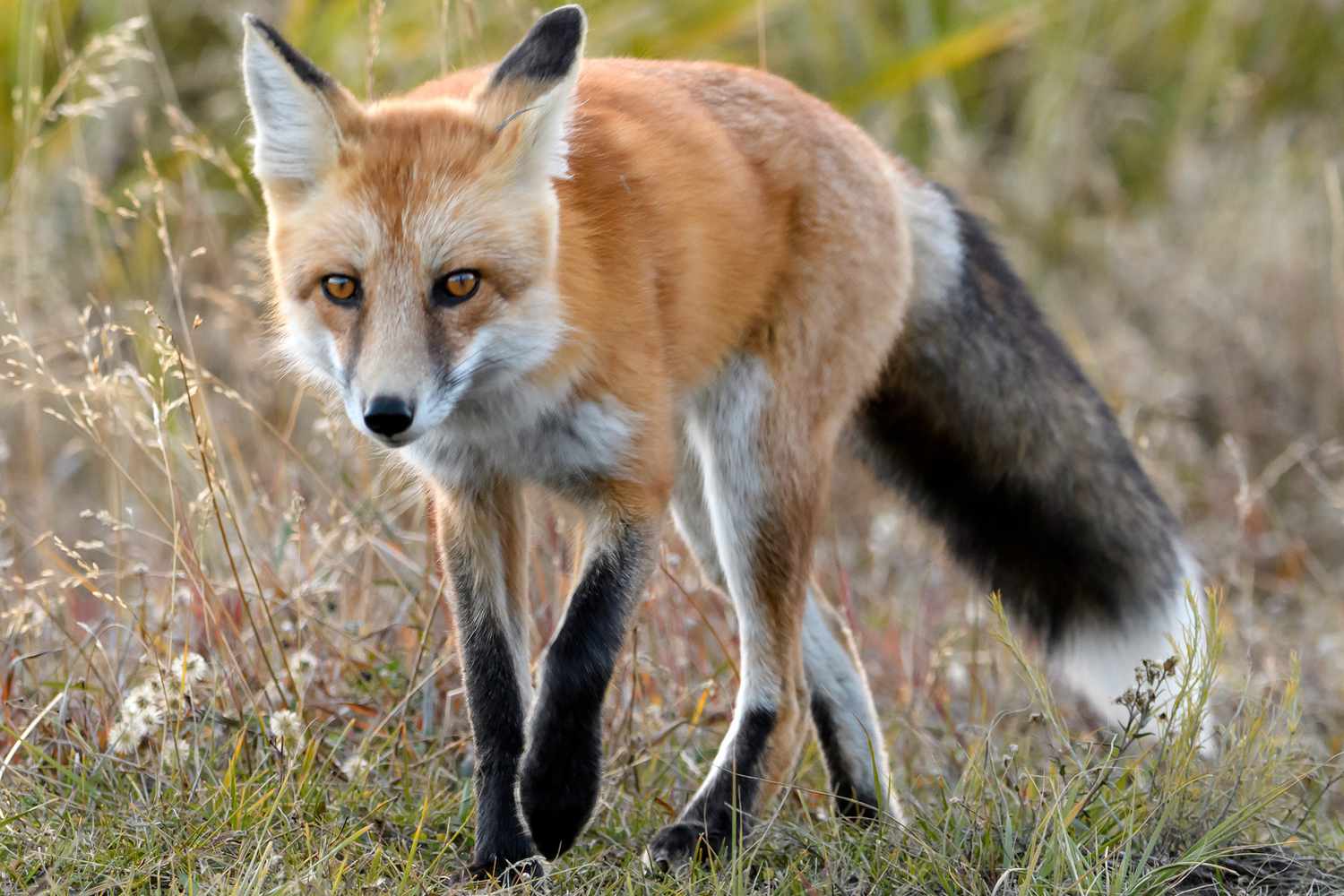 Wildlife Controllers in Lyme Regis