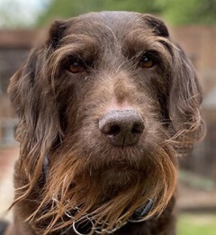 Pet Photographers in Morecambe