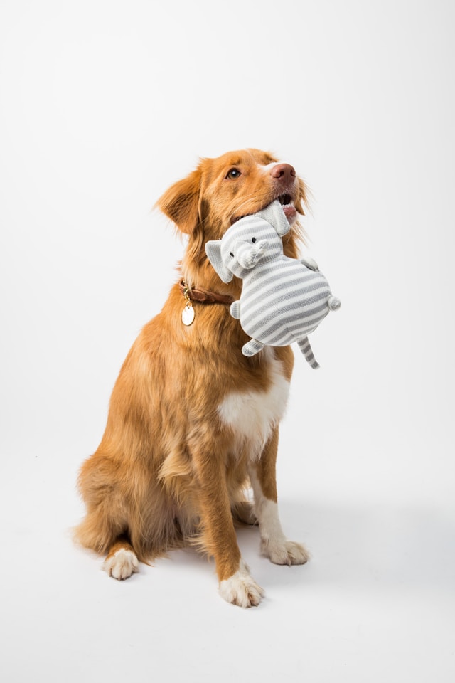 Pet Trainers in Tynemouth